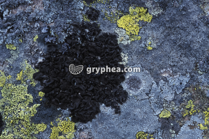 Lichen noir sur rocher (Collema nigescens) - gryphea.org